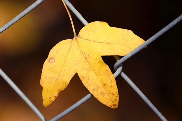 Yellow autumn leaf caught in a chain-link fence diamond.